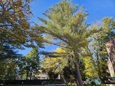 The Beginnings of Fall Colors