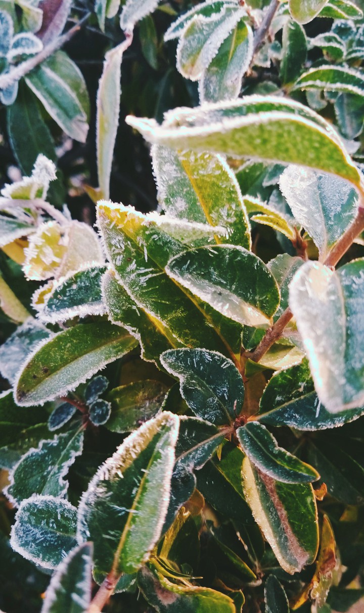 Snowy leaves