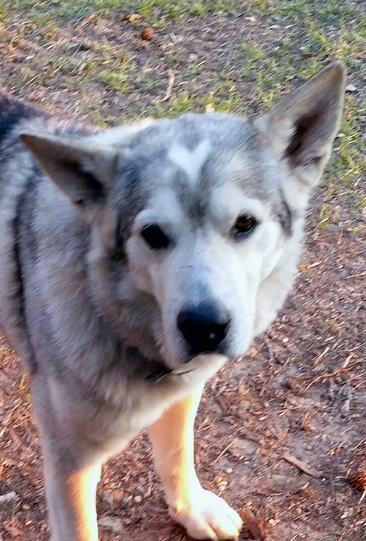 Wolf Dog