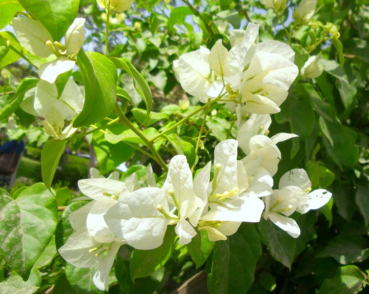 natura