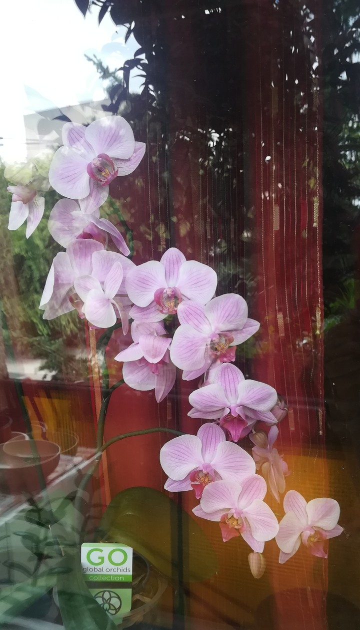 orchidea *