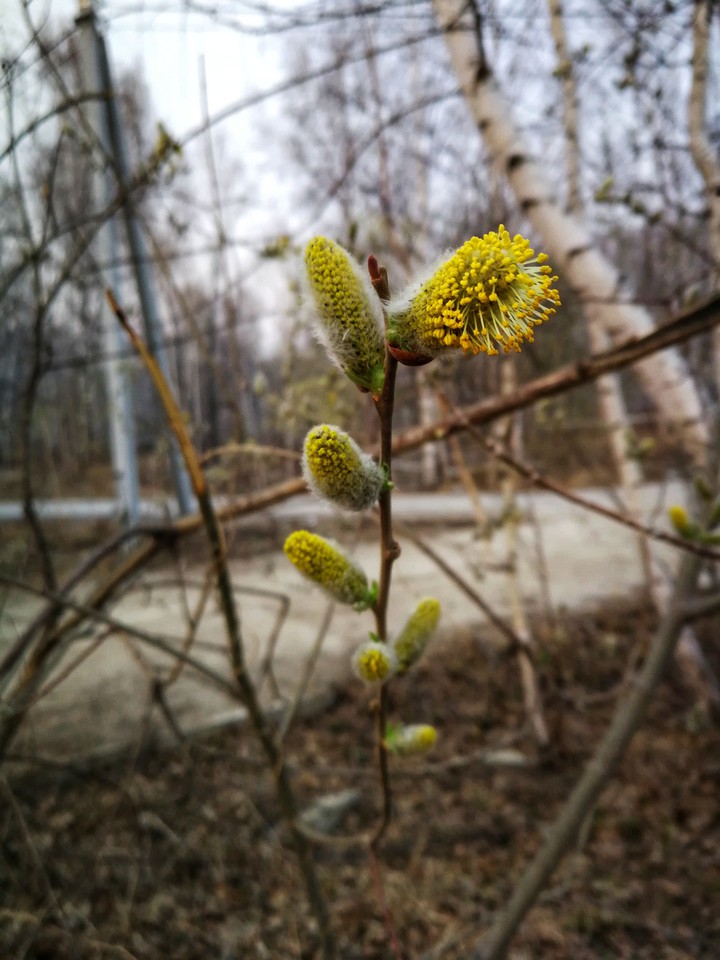 spring