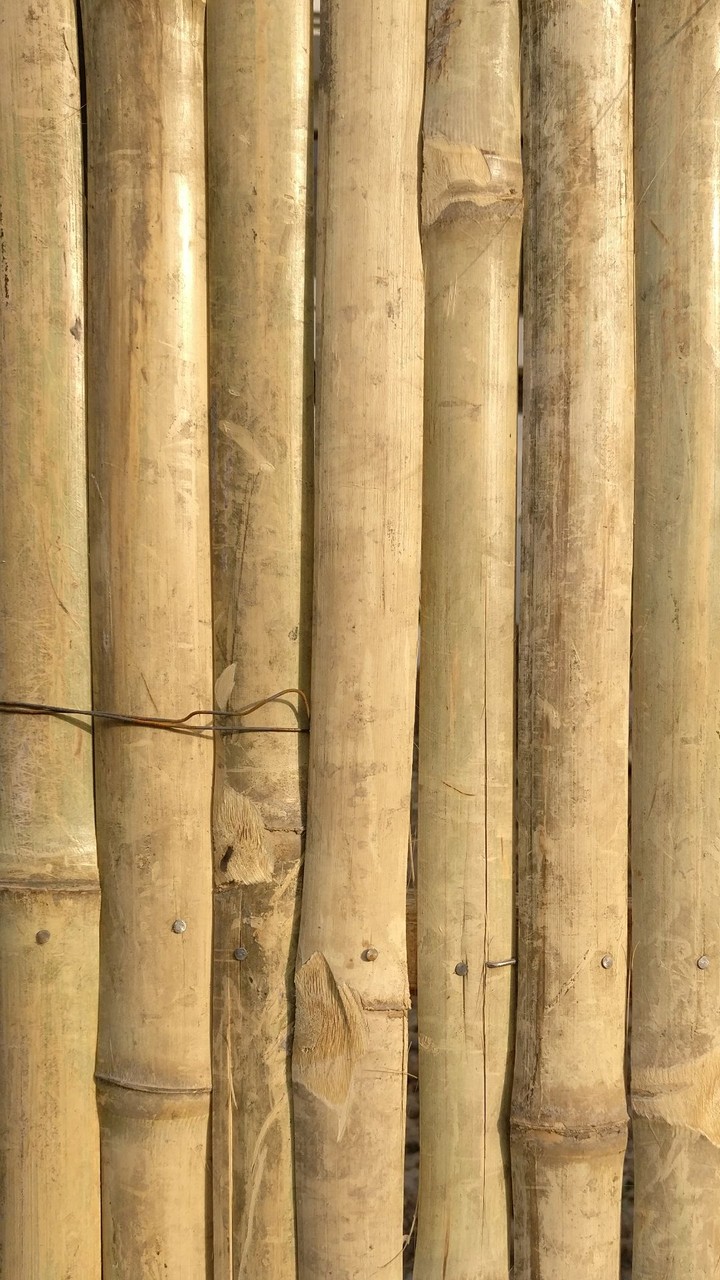 Bamboo wall