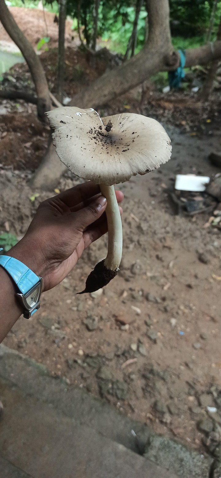 mushroom