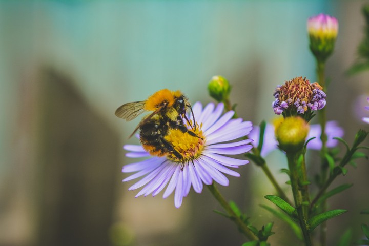 Bumblebee