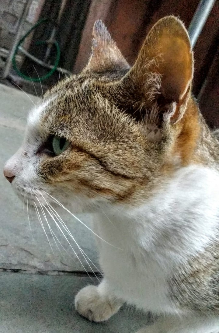 Pussy cat