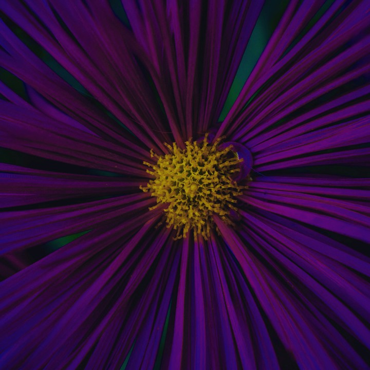 flower ( macro mode)