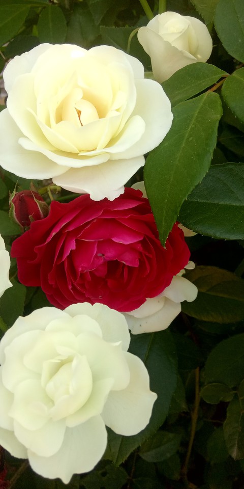 pink, botany Hintergrundbilder
