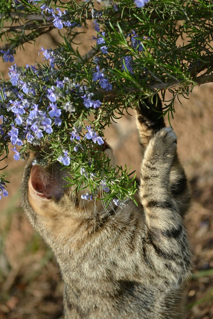 my cat