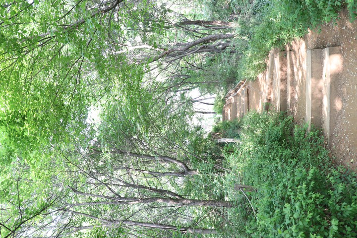 숲