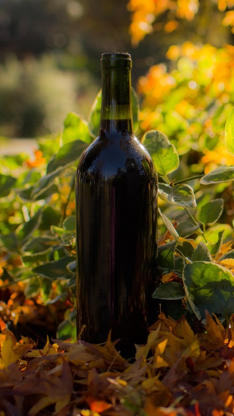 Leaves, bottle wallpapers
