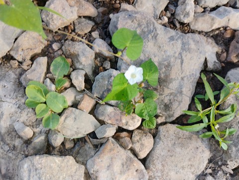 Flower at the river bed