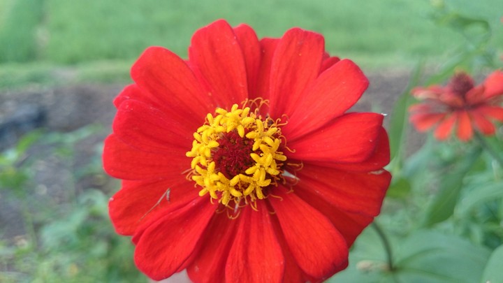 flowes