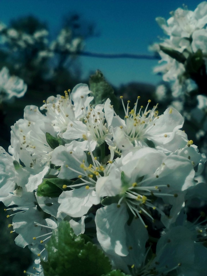spring