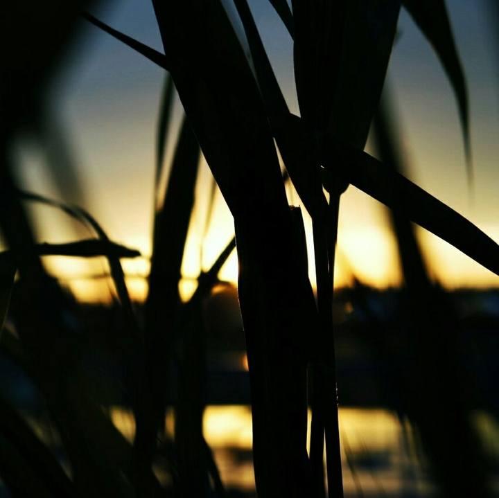 The summer evening