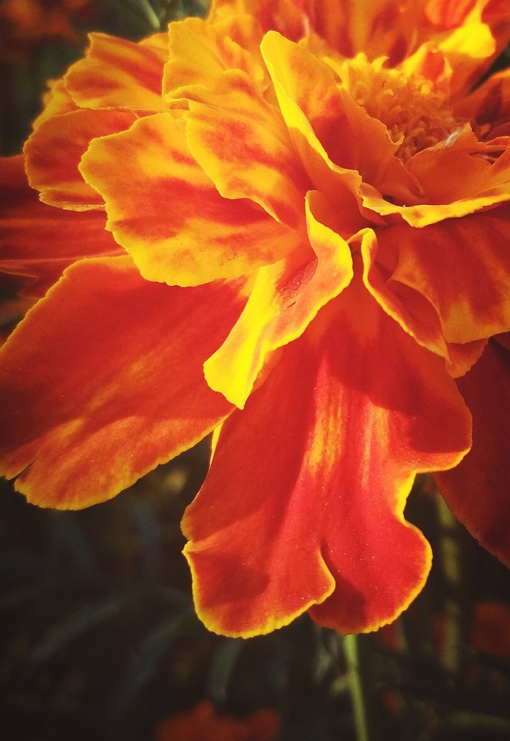 Flover / Красивый цветок