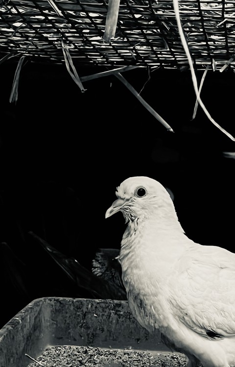 ταπετσαρίες beak, feather