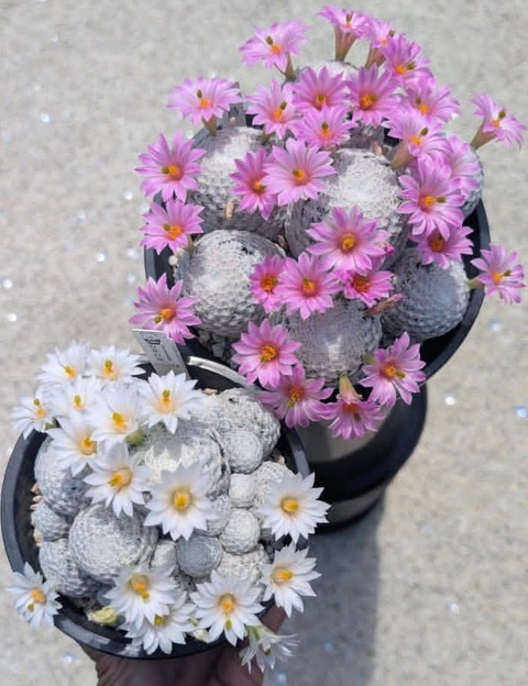 sfondi flowerpot, houseplant