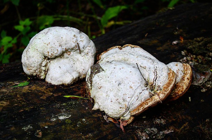 Mushroom in nature