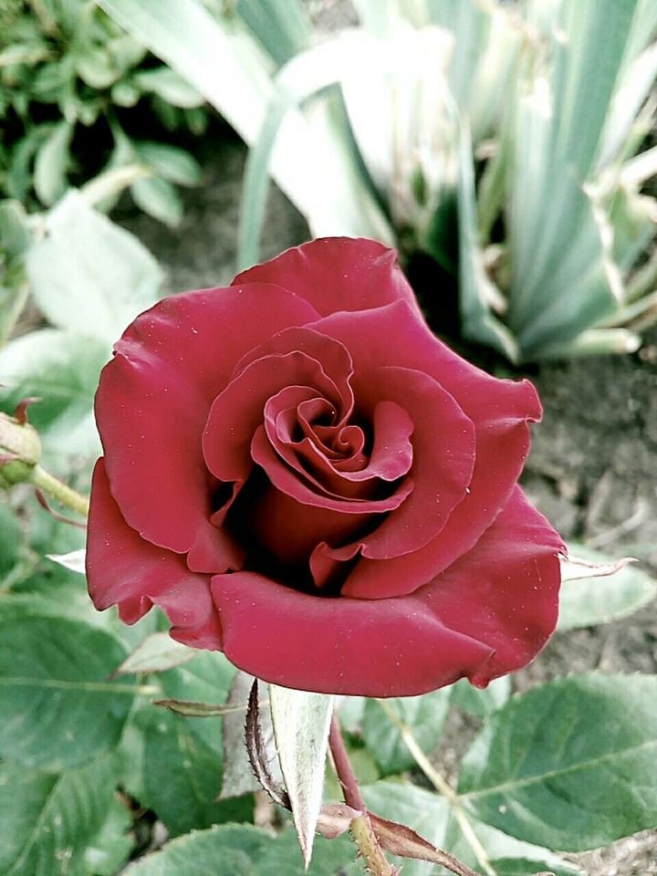 rose