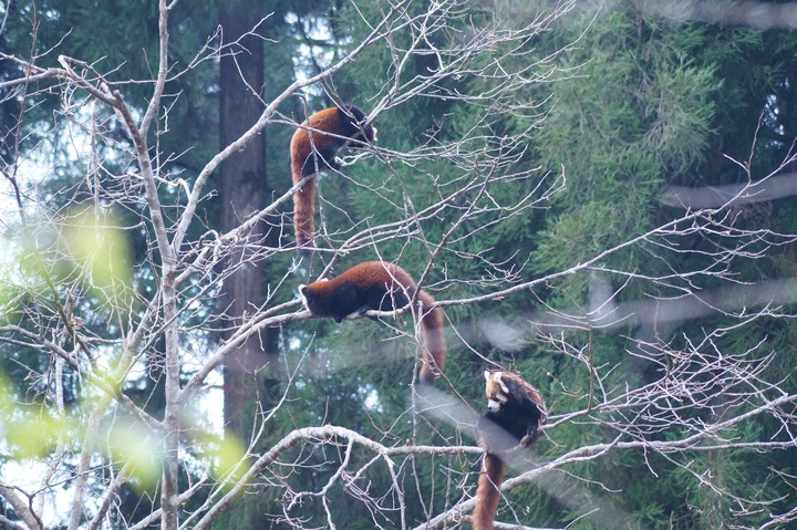 Red Pandas