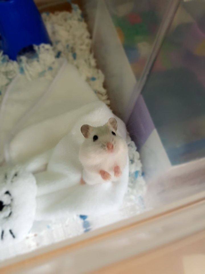 햄스터hi