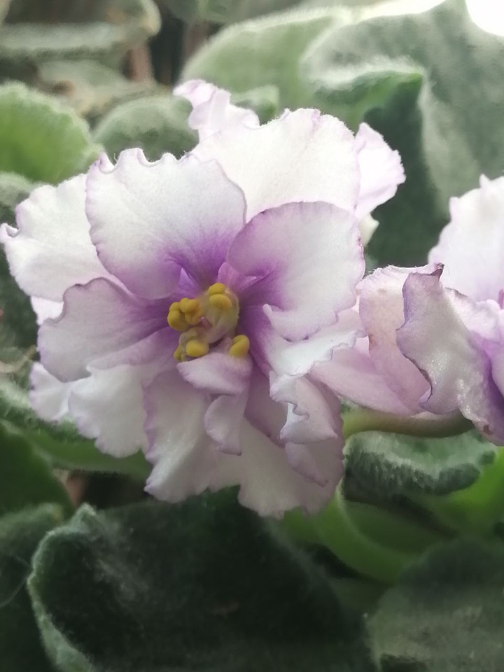 viola