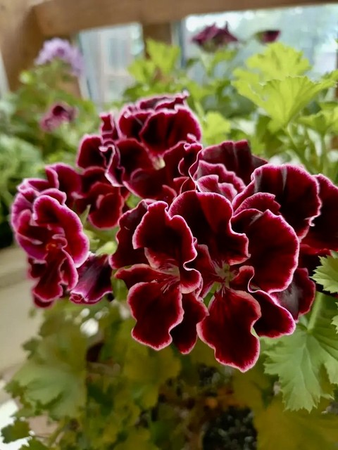 шпалери red, flower