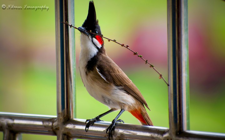 Red Whiskered Bulbul