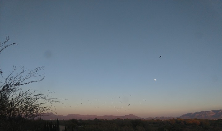 Pájaros
