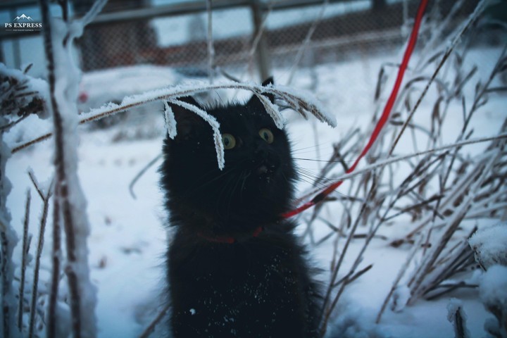 winter walk