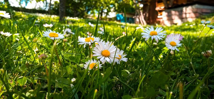 Flowers