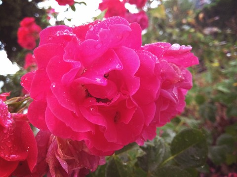 flower, pink Hintergrundbilder