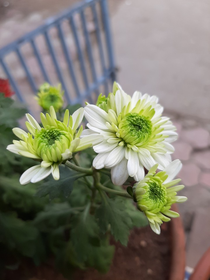 Flower