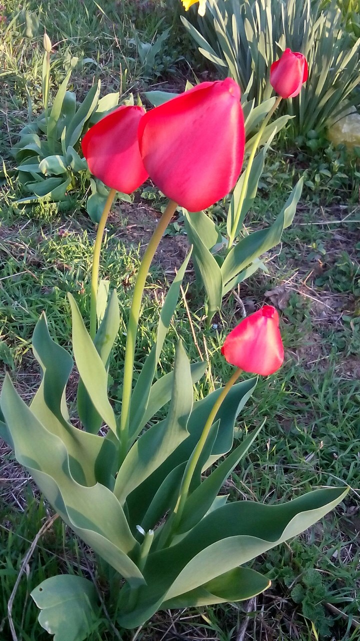 Red tulips
