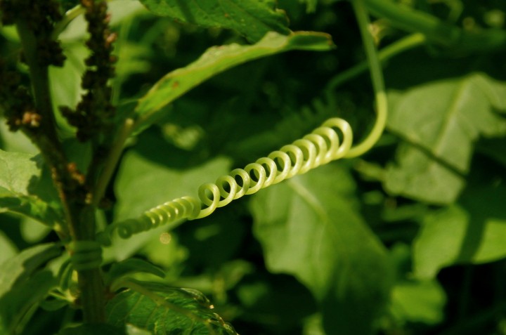 plant
