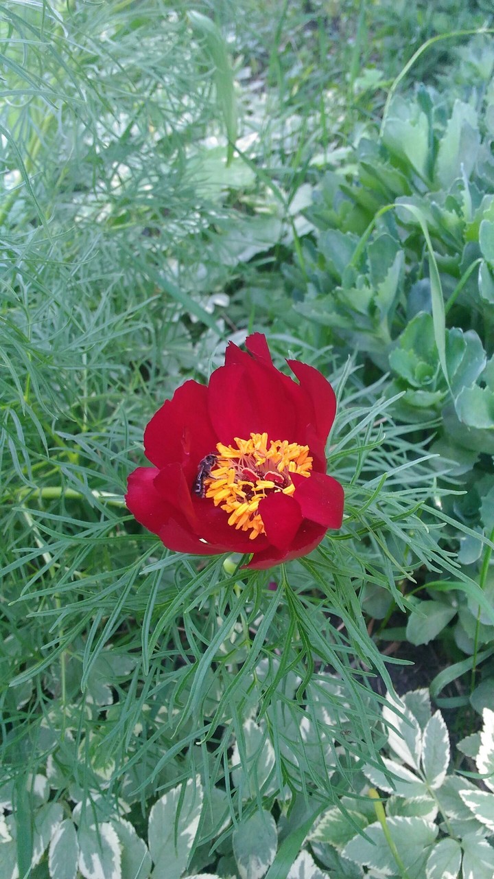 Natural beauty
