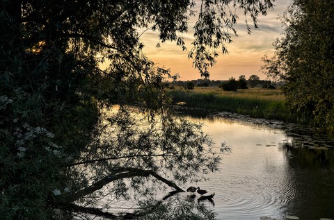 plant, lake achtergronden