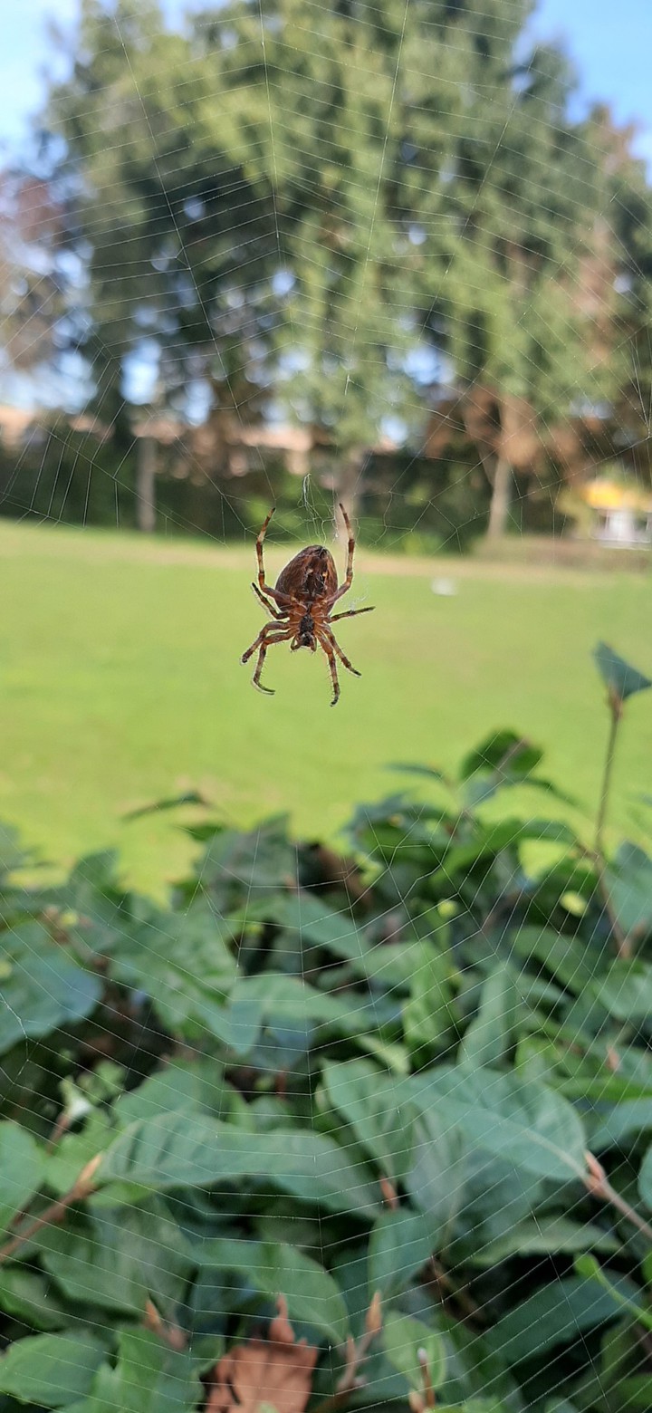 spidey and web