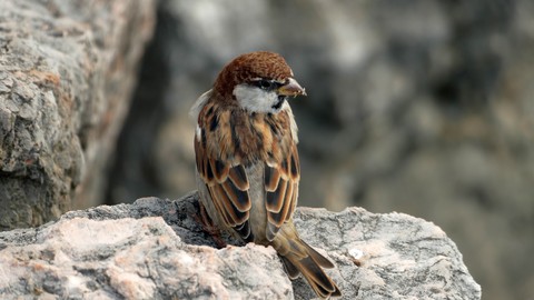 Spatz