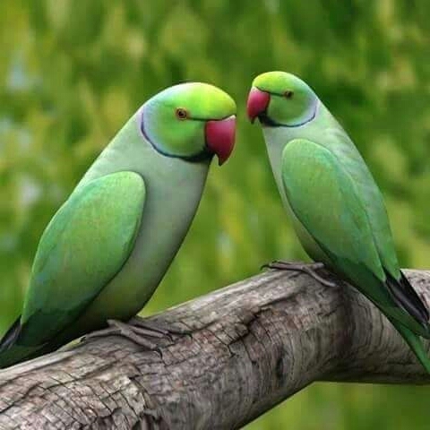 parrot