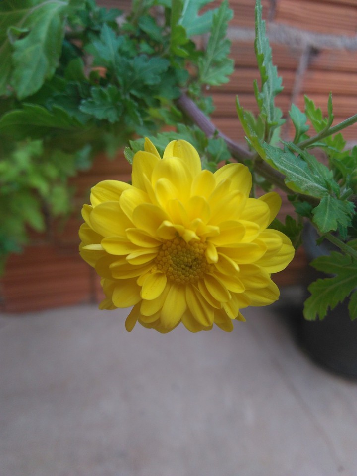 Yellow