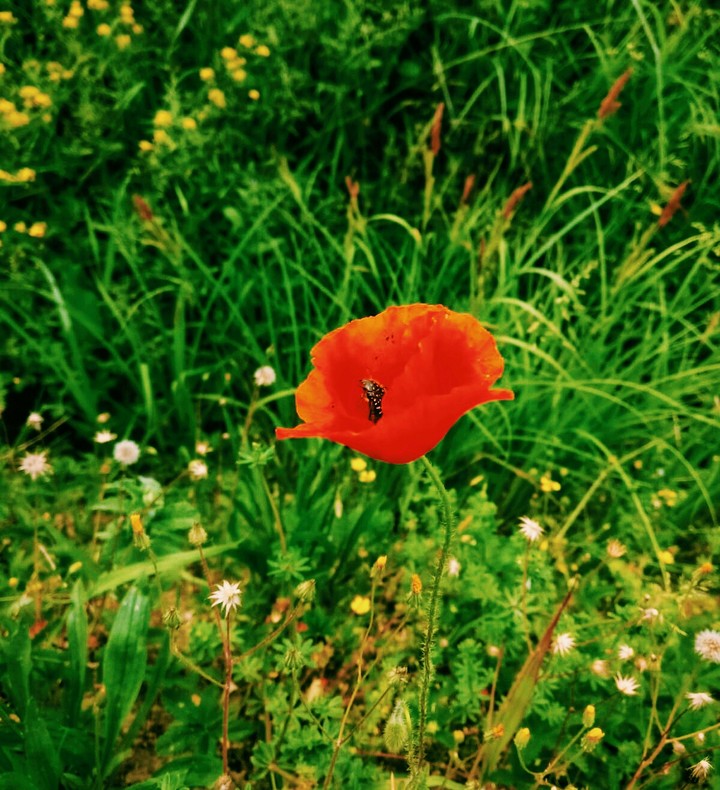 natura