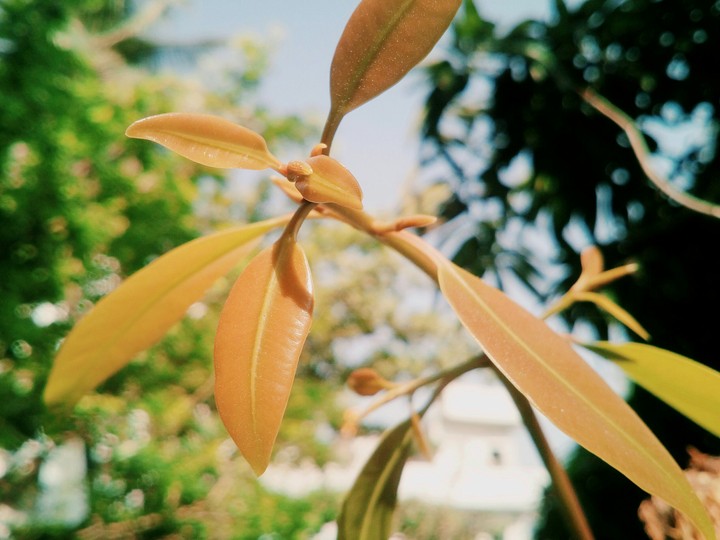 Nature