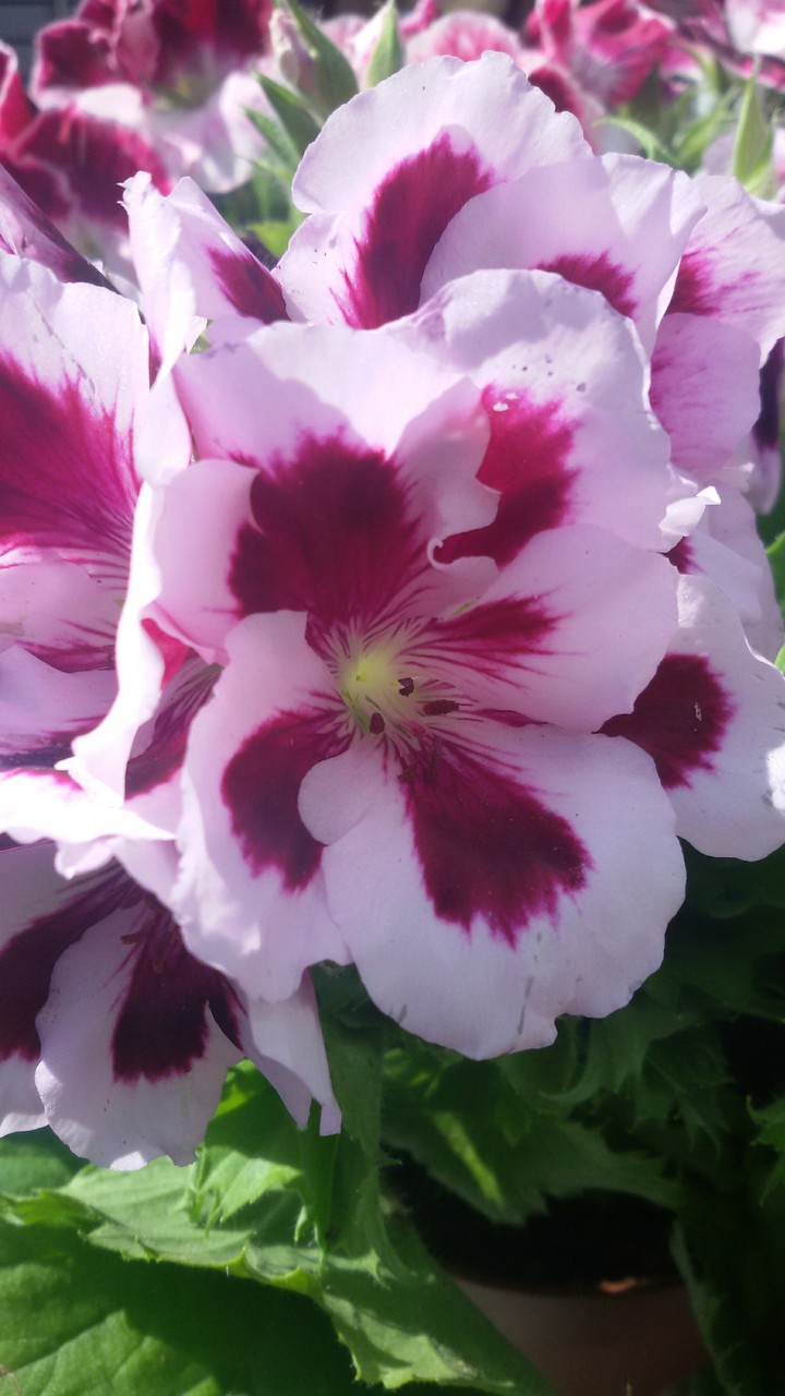 pure white flower