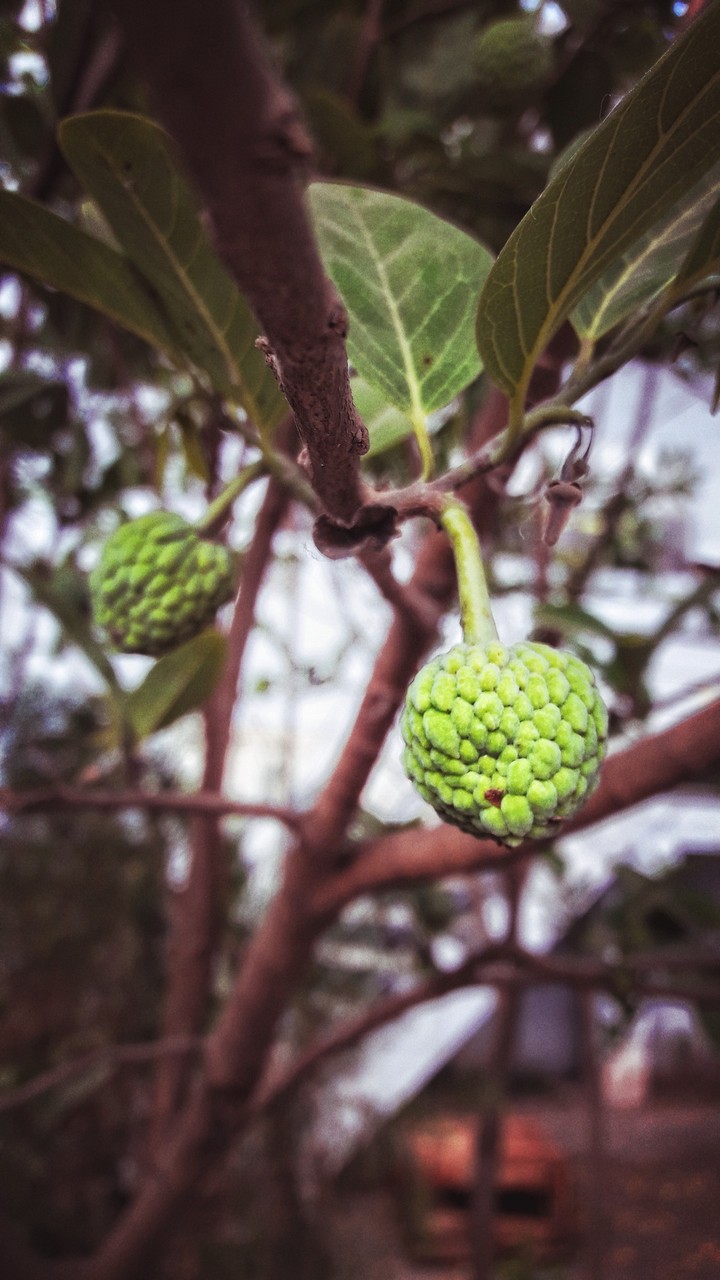 The custard apple