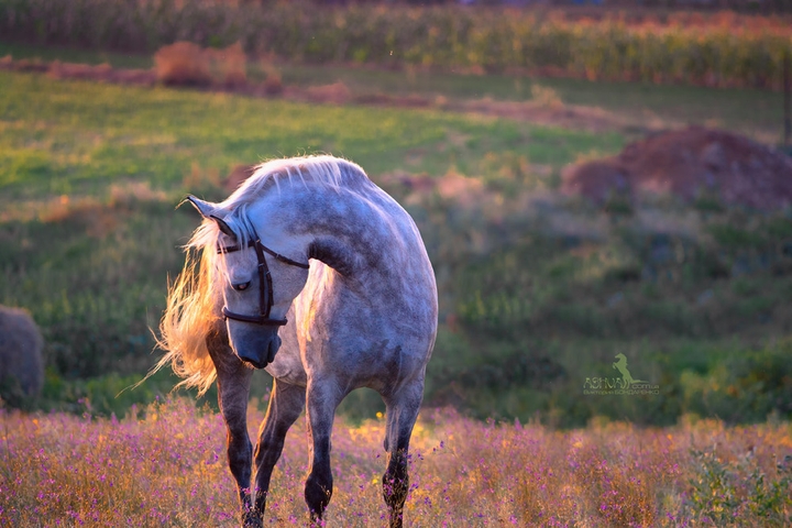 horse