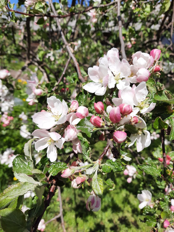 apple tree