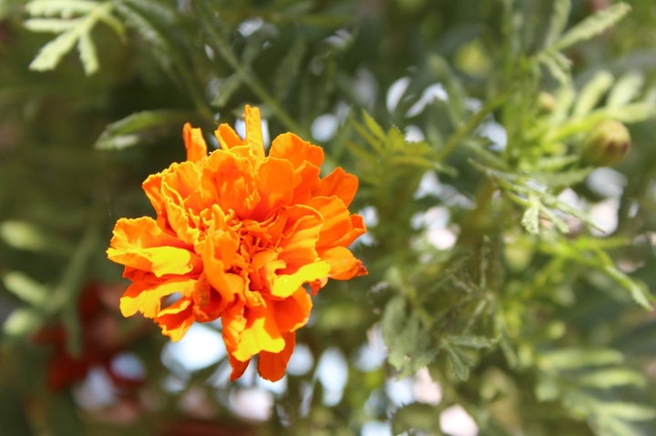 Marigold