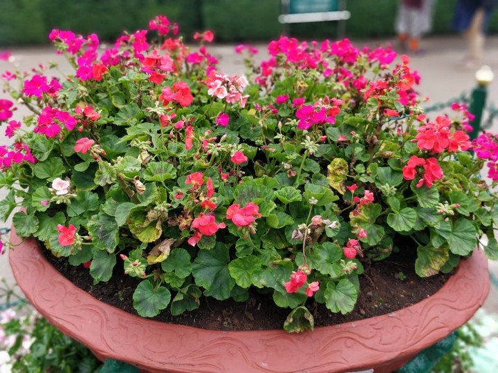 flowers
